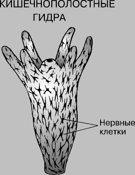 Ошибка на сервере кракен